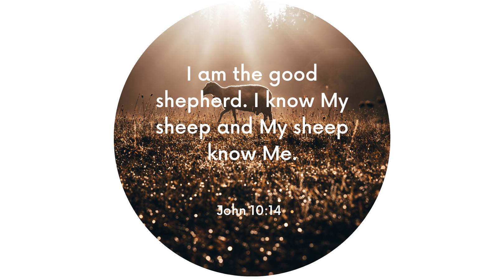 Disc Set 4 | The Lord Jesus 2 | Disc 3 | John 10:14