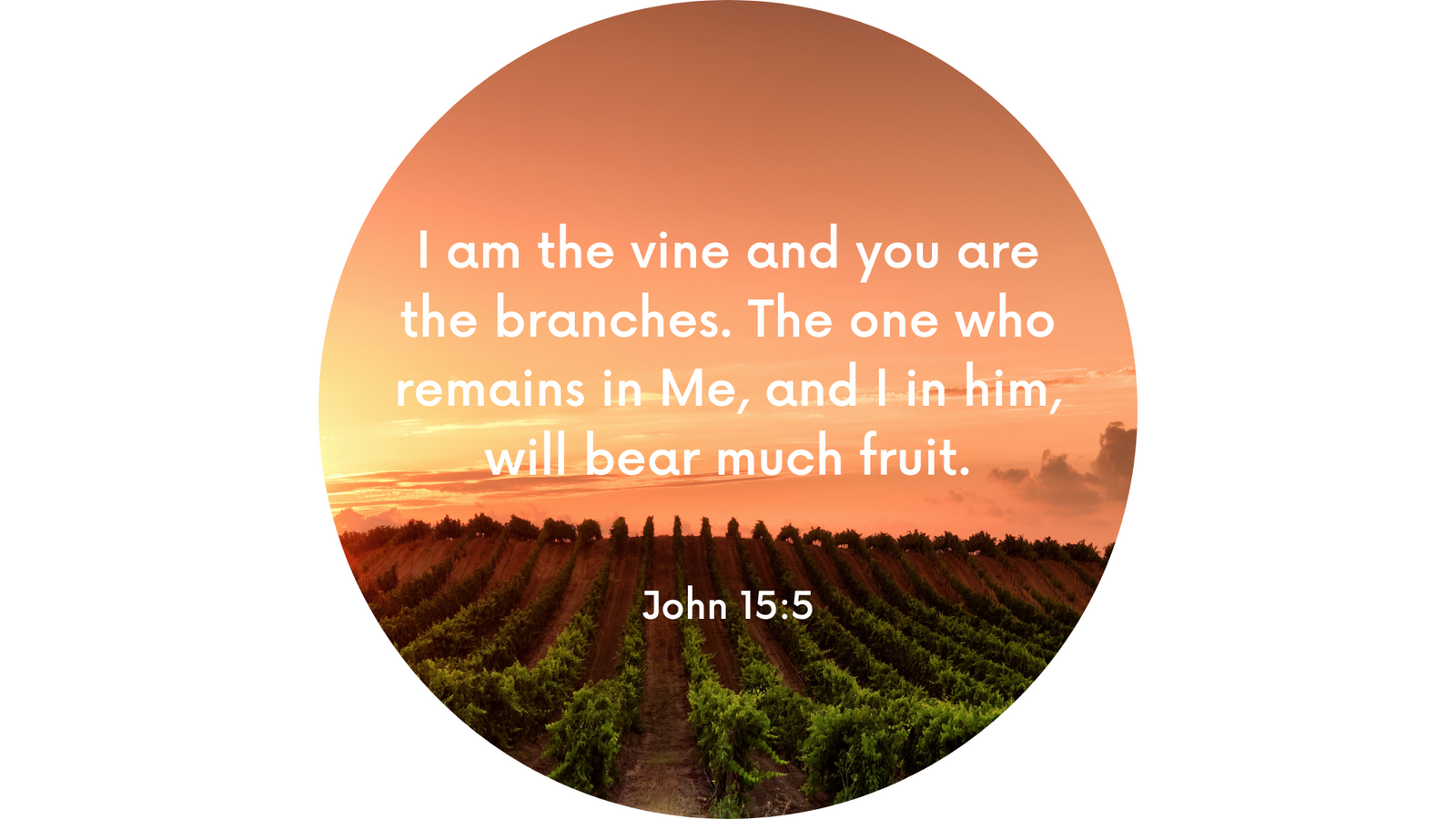 Disc Set 4 | The Lord Jesus 2 | Disc 4 | John 15:5